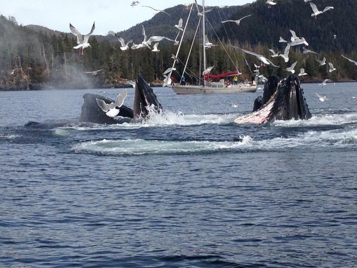 Whales swimming in Alaska