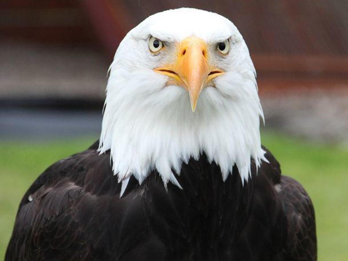 Bald Eagle
