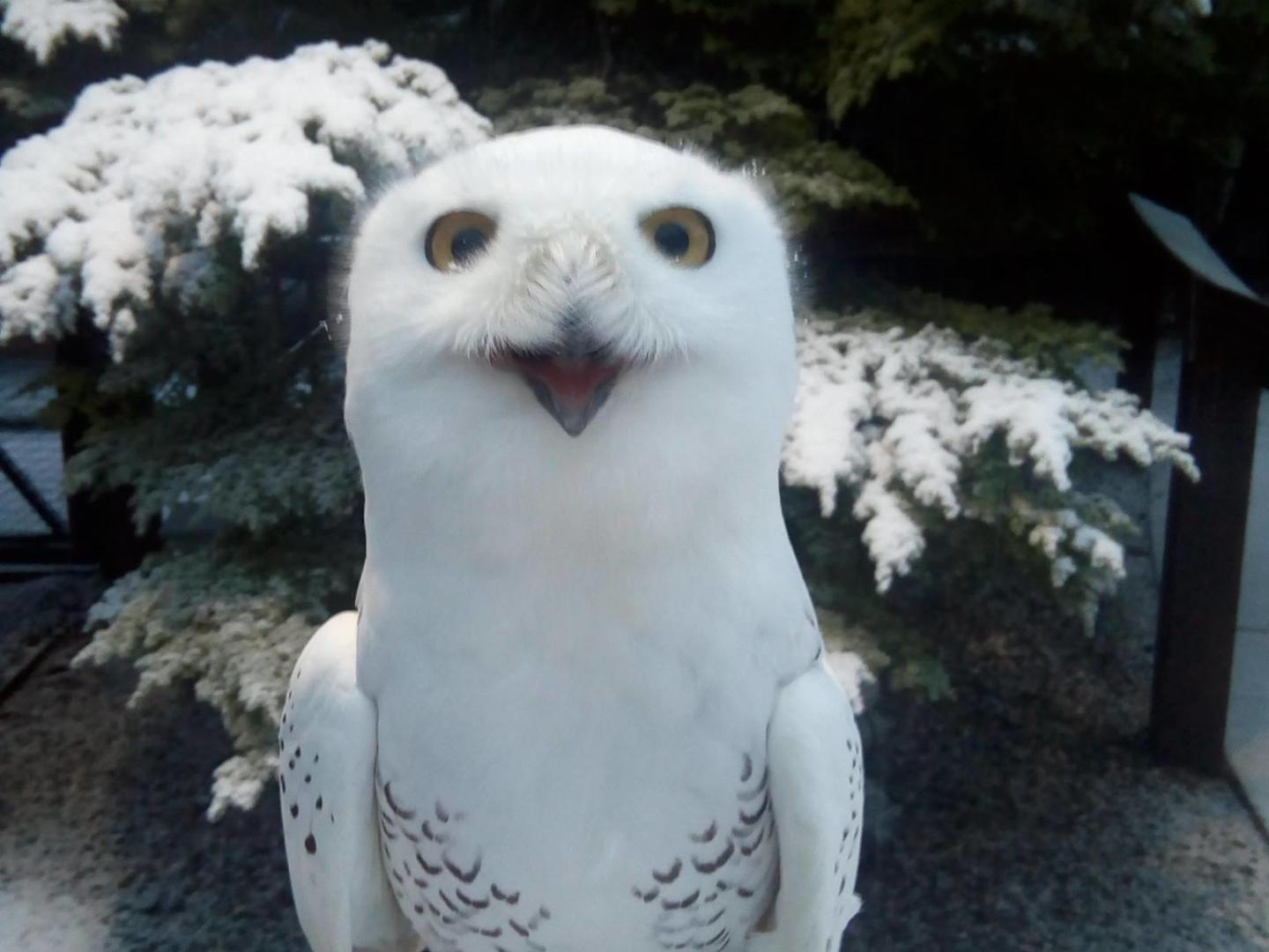 Snowy owl