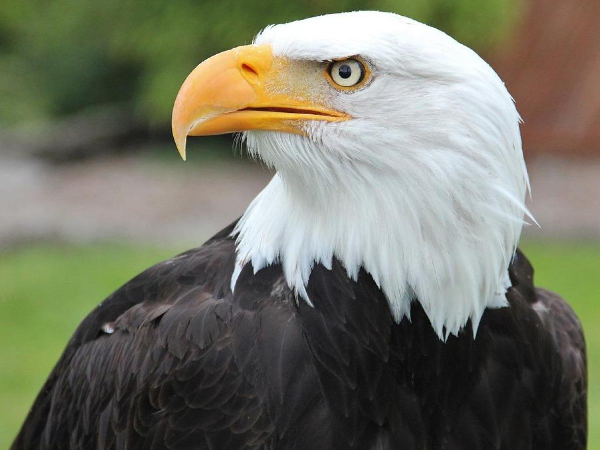 Bald Eagle