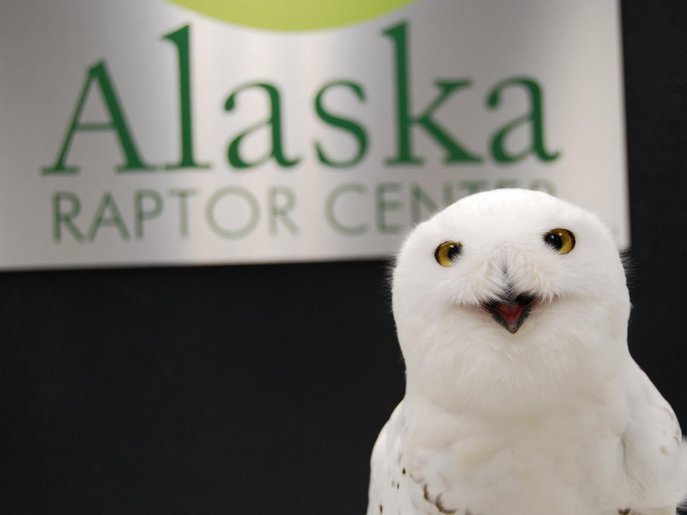Snow owl with Alaska Raptor Center banner in background