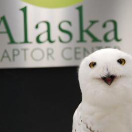 Snow owl with Alaska Raptor Center banner in background