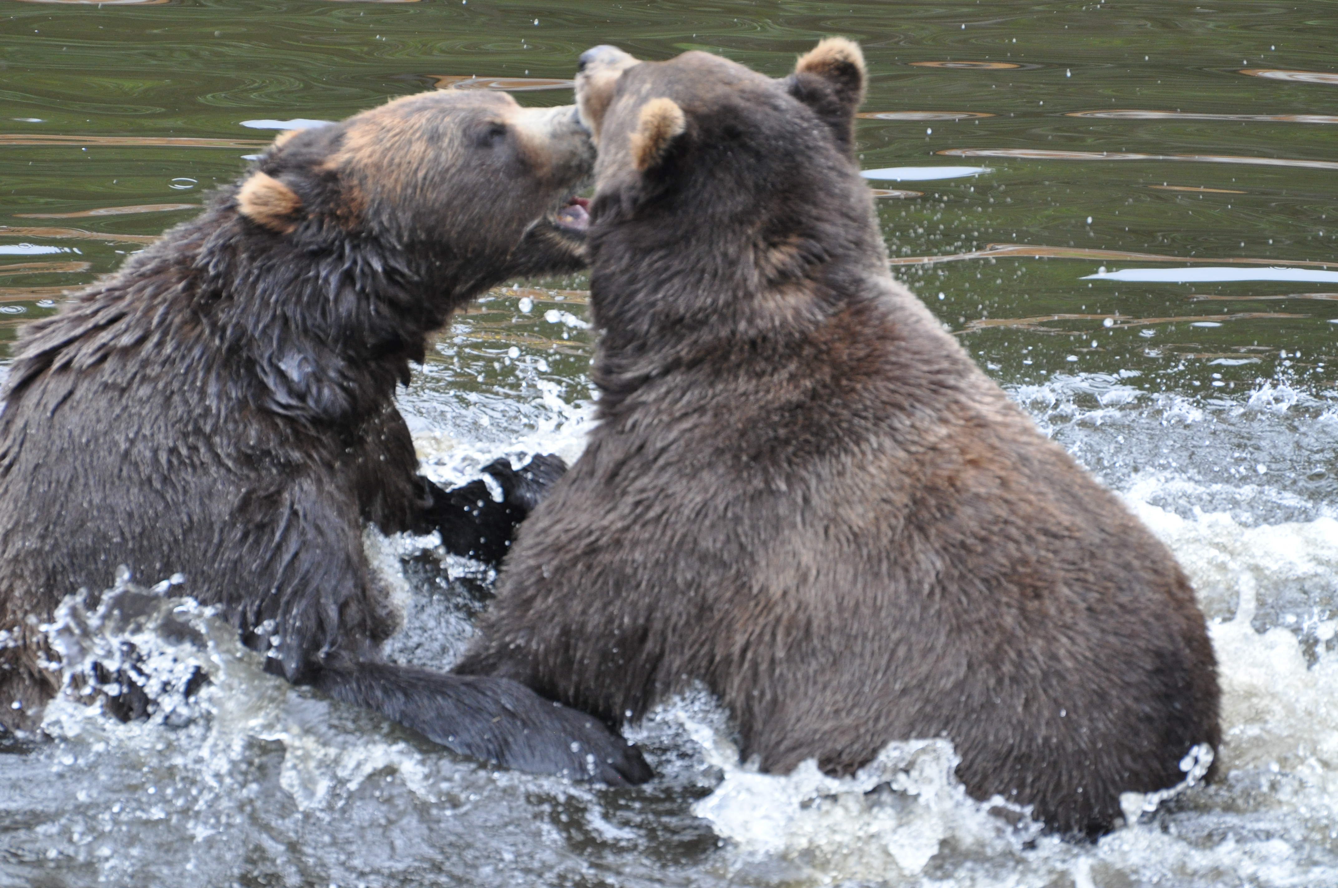 Photos | Sitka Wildlife Tours