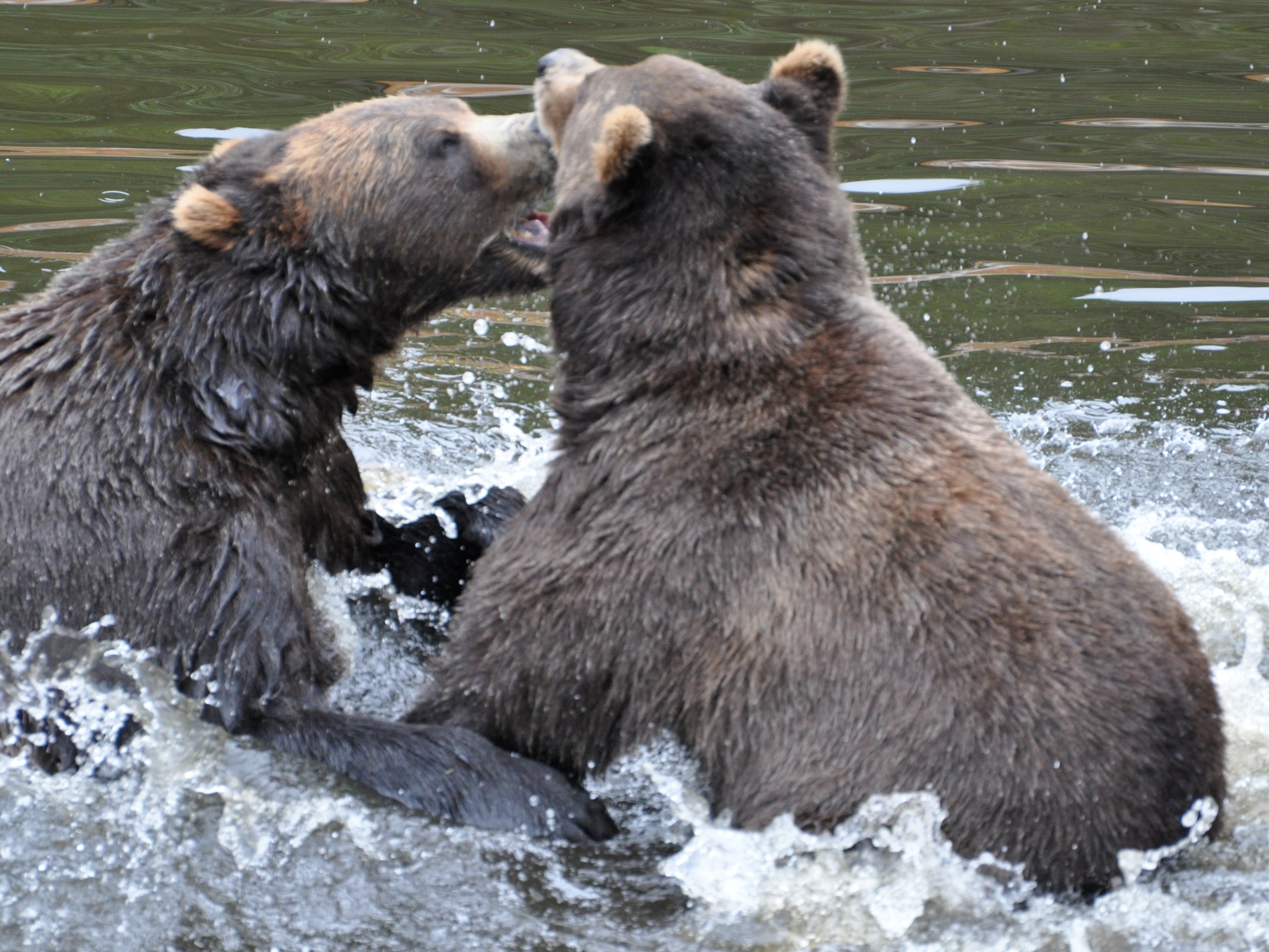 Bears playing in water