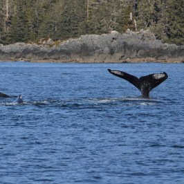 Whale tail