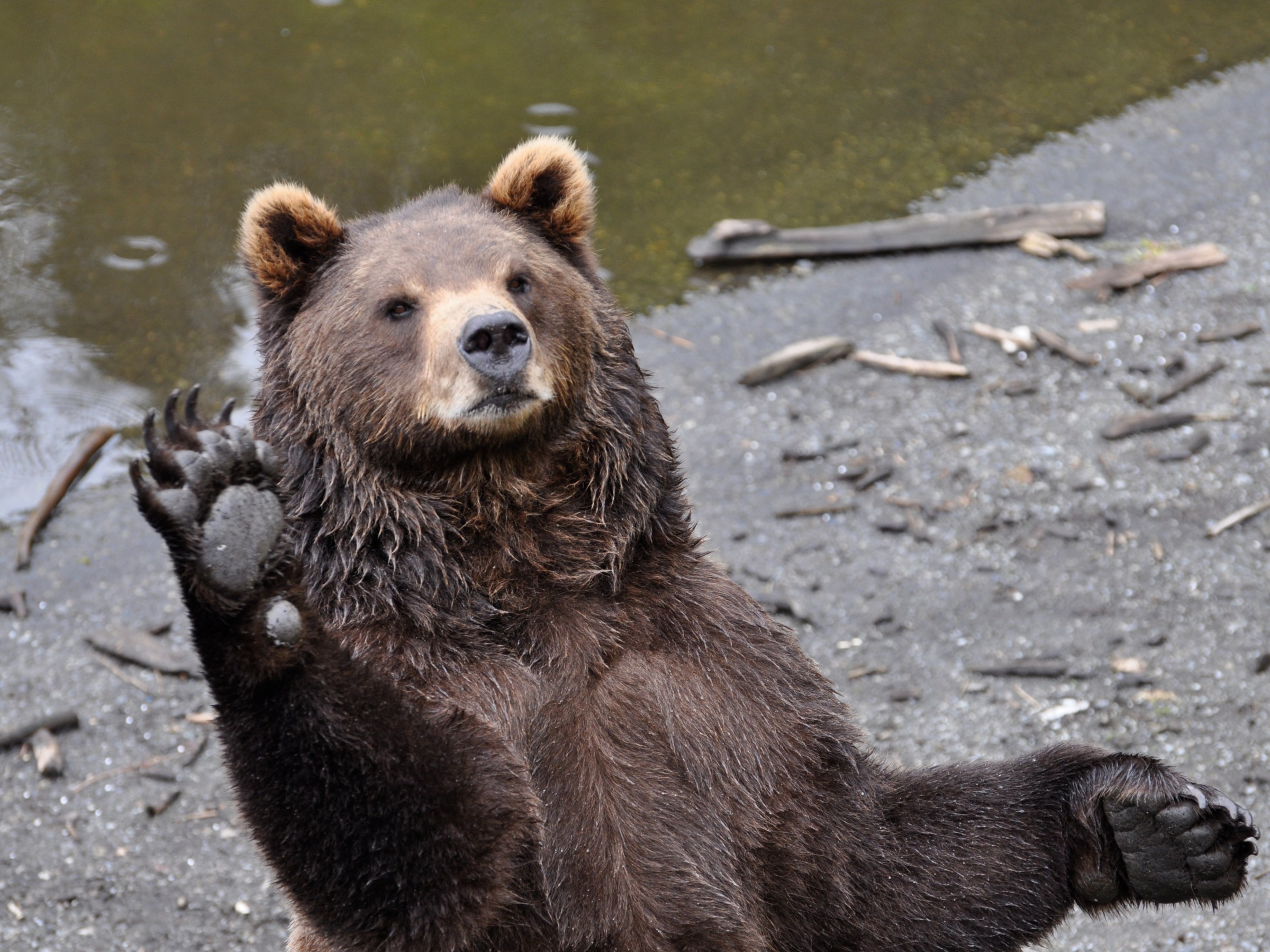 Bear waves high