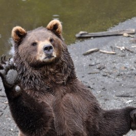 Bear waves high