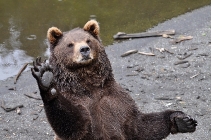Bear waves high