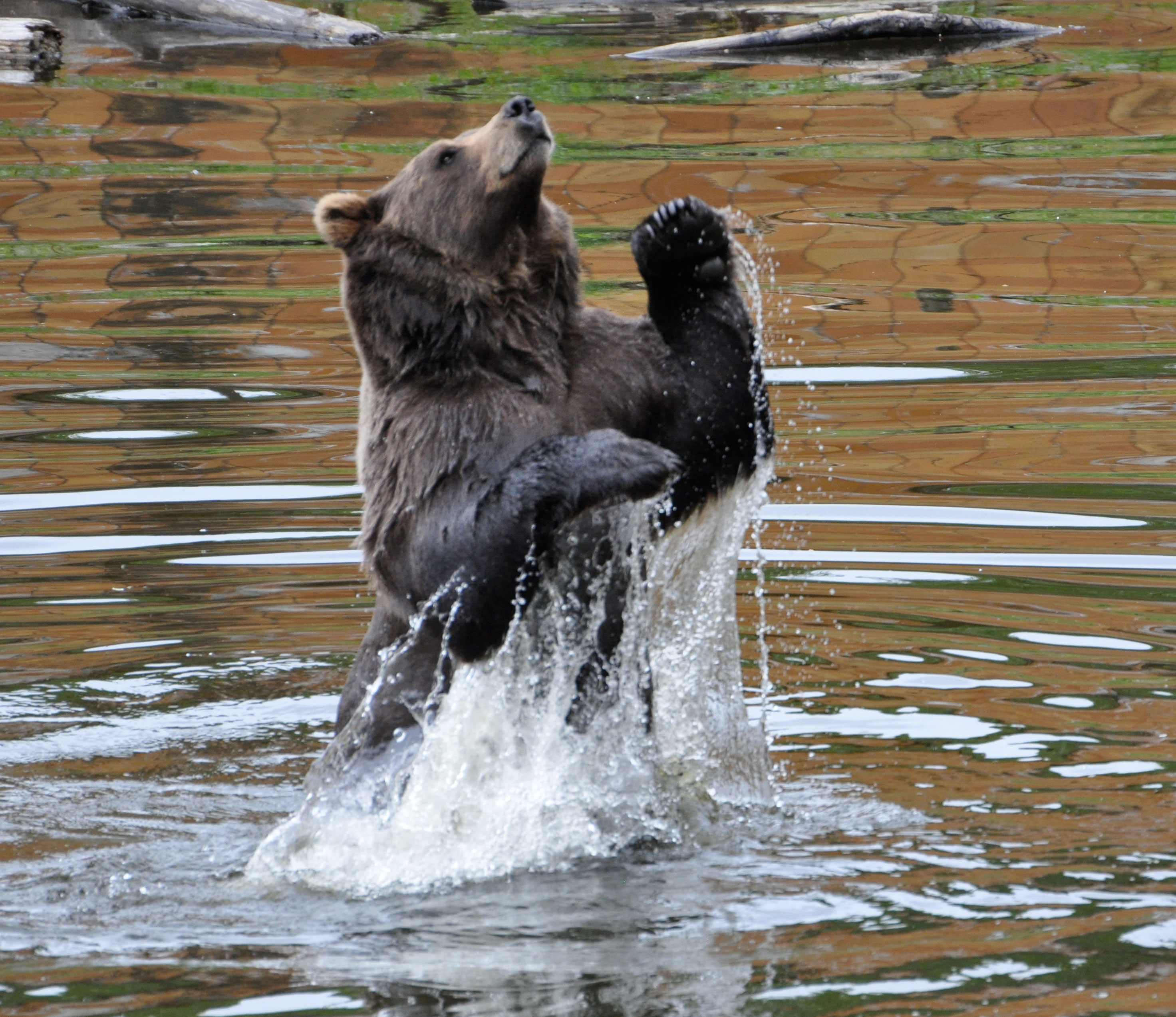 Photos | Sitka Wildlife Tours