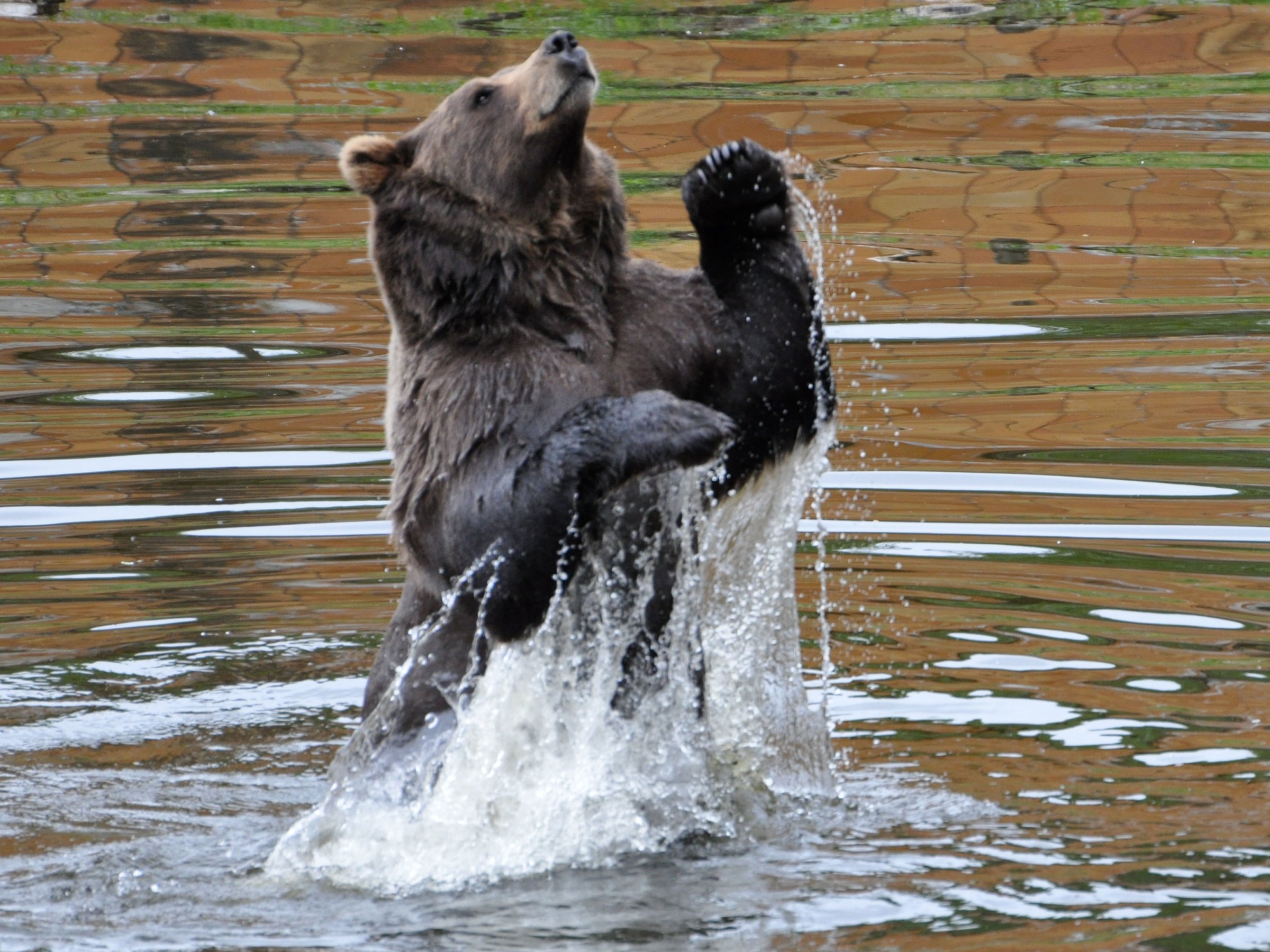 Bear Jumping