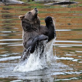 Bear Jumping
