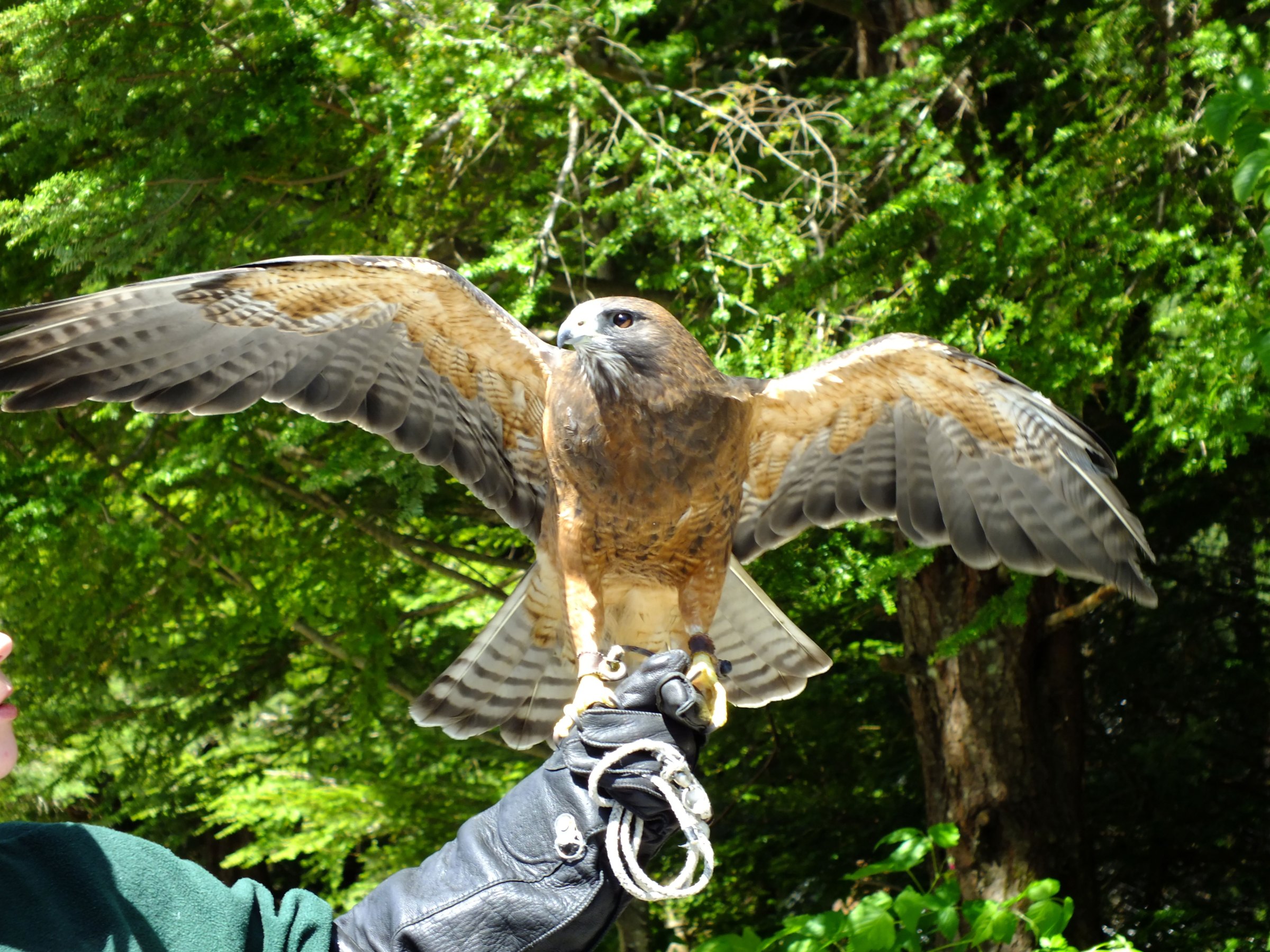 Hawk spreading wings