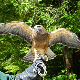 Hawk spreading wings