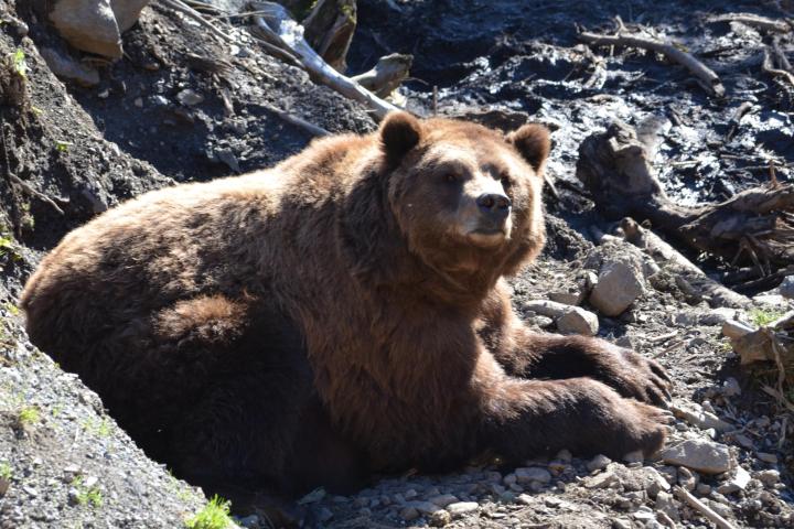 a large brown bear sitting on a rock