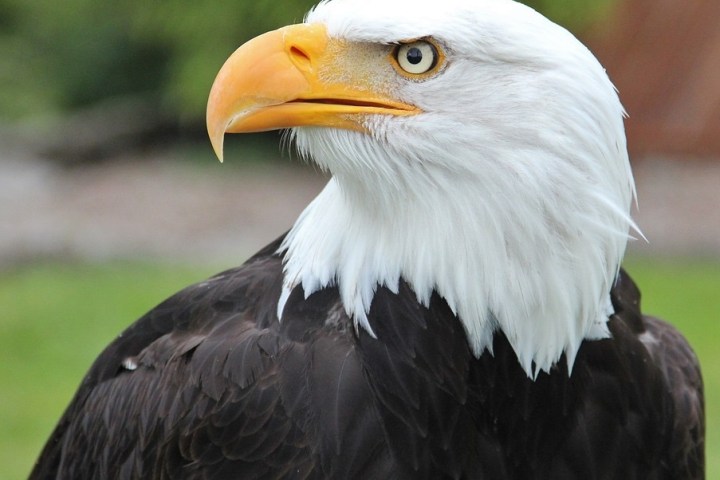 a close up of a bird