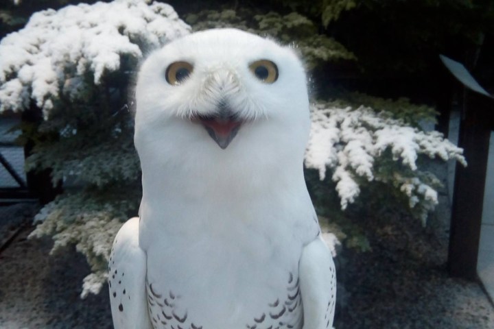 a bird sitting on top of an owl